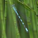 Coenagrion hastulatum (Northern Damselfly) male 5.JPG